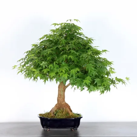JAPANESE MAPLE "ACER PALMATUM" 3-9