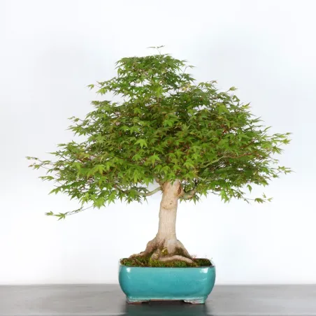 JAPANESE MAPLE "ACER PALMATUM" 3-8