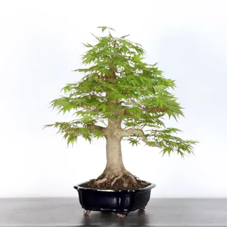 image supplémentaire - JAPANESE MAPLE "ACER...