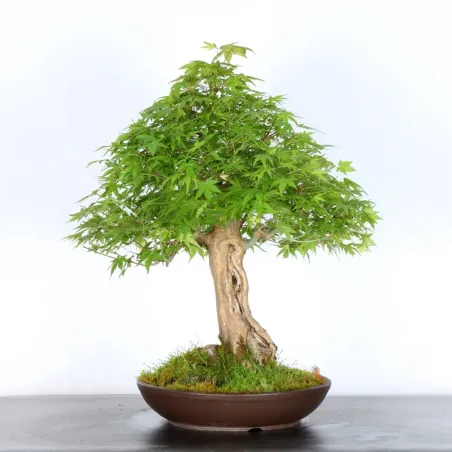 ERABLE DU JAPON "ACER PALMATUM" 3-12