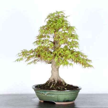 image supplémentaire - JAPANESE MAPLE "ACER...