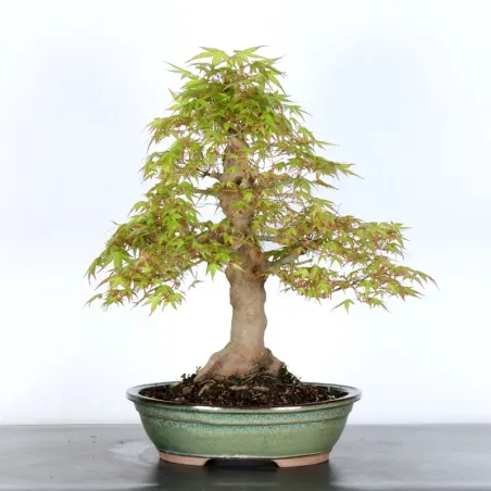 ERABLE DU JAPON "ACER PALMATUM" 3-16