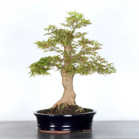 image supplémentaire - JAPANESE MAPLE "ACER...