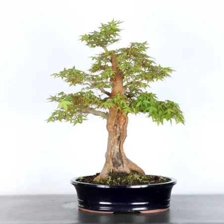 ERABLE DU JAPON "ACER PALMATUM" 3-20