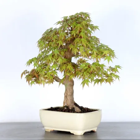 image supplémentaire - ERABLE DU JAPON "ACER...