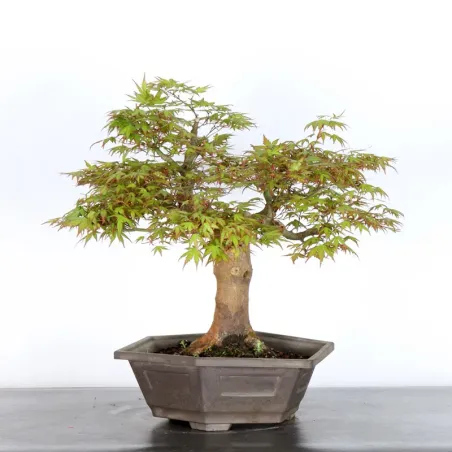 ERABLE DU JAPON "ACER PALMATUM" 3-15