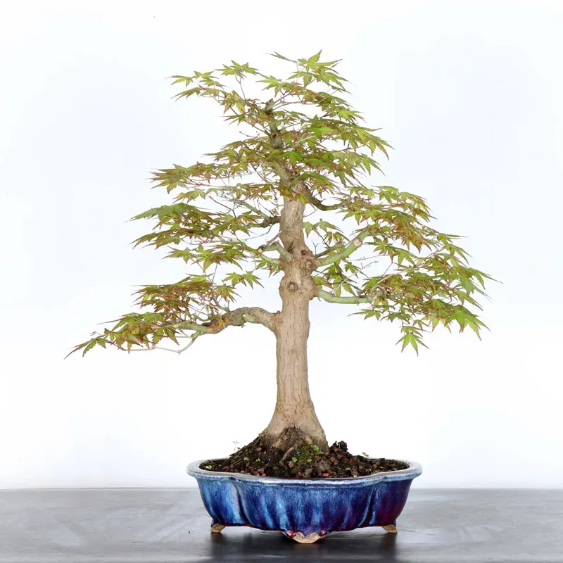 JAPANESE MAPLE "ACER PALMATUM" 2-23