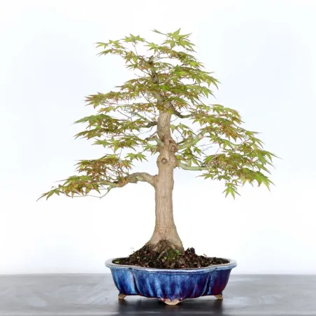 ERABLE DU JAPON "ACER PALMATUM" 2-23