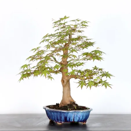 image supplémentaire - ERABLE DU JAPON "ACER...
