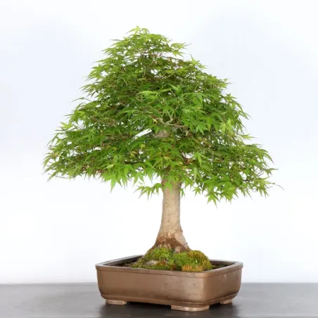 image supplémentaire - ERABLE DU JAPON "ACER...