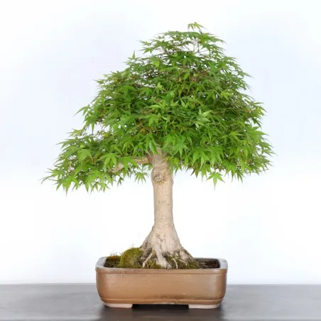 JAPANESE MAPLE "ACER PALMATUM" 4-15