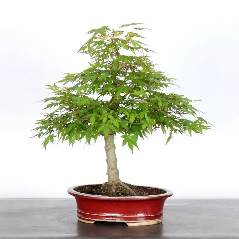 image supplémentaire - ERABLE DU JAPON "ACER...