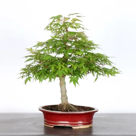 image supplémentaire - JAPANESE MAPLE "ACER...