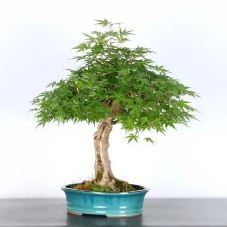 image supplémentaire - ERABLE DU JAPON "ACER...