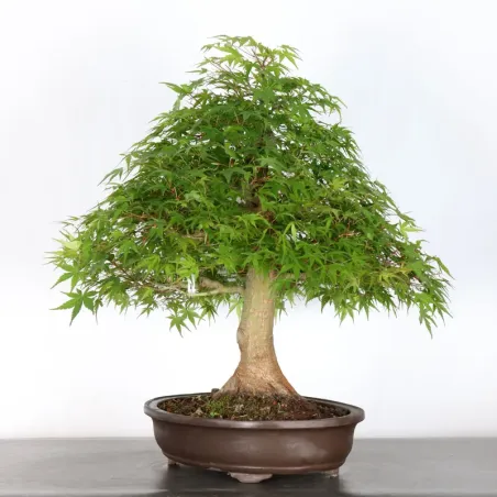 image supplémentaire - ERABLE DU JAPON "ACER...