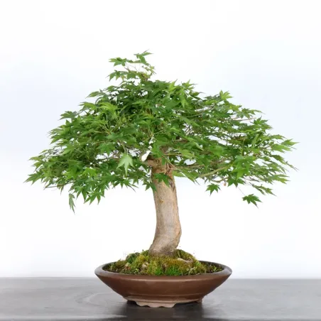image supplémentaire - ERABLE DU JAPON "ACER...