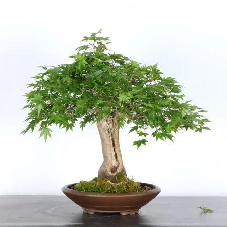 JAPANESE MAPLE "ACER PALMATUM" 2-26