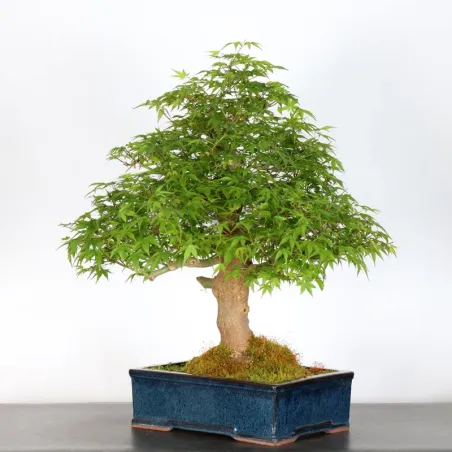 image supplémentaire - ERABLE DU JAPON "ACER...