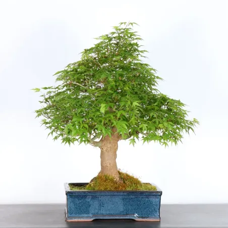 Bonsai Acer Palmatum AP-4-13