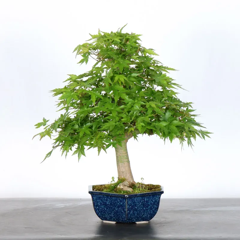 Bonsai Acer Palmatum AP-2-6