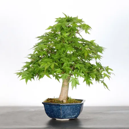 image supplémentaire - JAPANESE MAPLE "ACER...