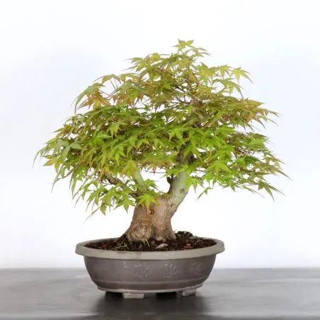 image supplémentaire - JAPANESE MAPLE "ACER...