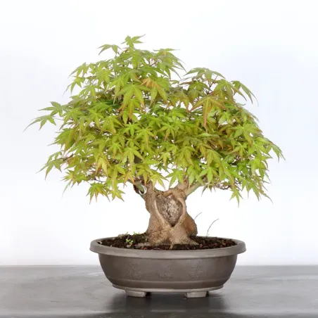 ERABLE DU JAPON "ACER PALMATUM" 2-20