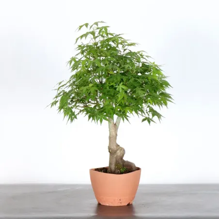 image supplémentaire - JAPANESE MAPLE "ACER...