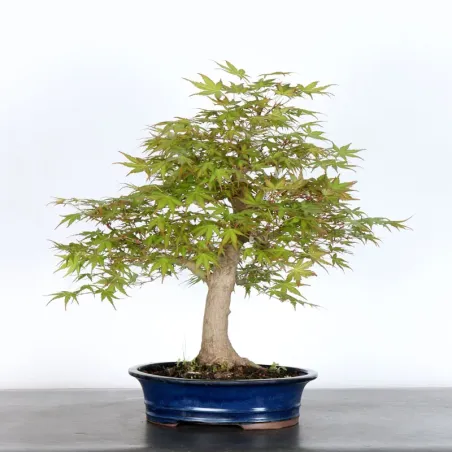 image supplémentaire - JAPANESE MAPLE "ACER...