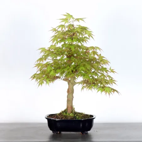 image supplémentaire - ERABLE DU JAPON "ACER...