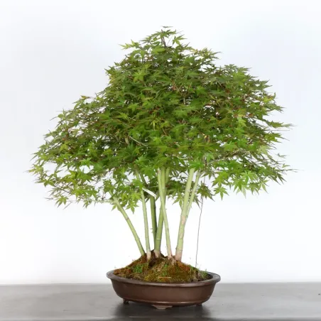 image supplémentaire - JAPANESE MAPLE "ACER...