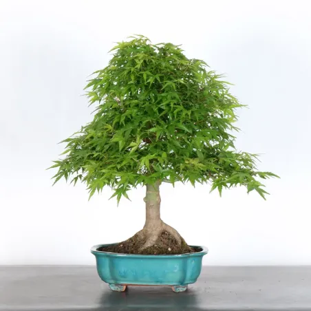image supplémentaire - ERABLE DU JAPON "ACER...