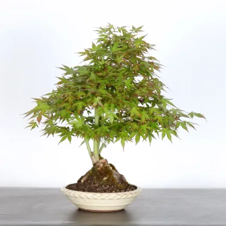 JAPANESE MAPLE "ACER PALMATUM" 1-25