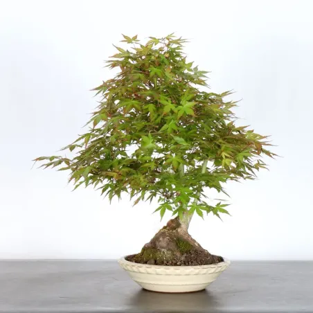 image supplémentaire - ERABLE DU JAPON "ACER...