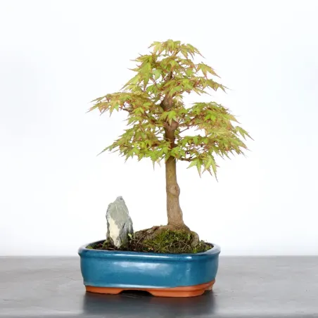 image supplémentaire - JAPANESE MAPLE "ACER...