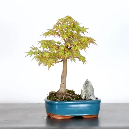 JAPANESE MAPLE "ACER PALMATUM" 1-19