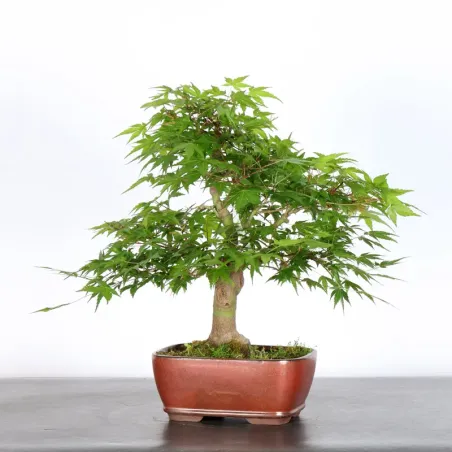 image supplémentaire - ERABLE DU JAPON "ACER...