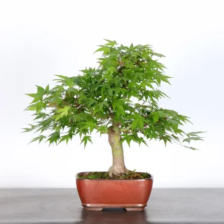 Bonsai Acer Palmatum AP-1-18