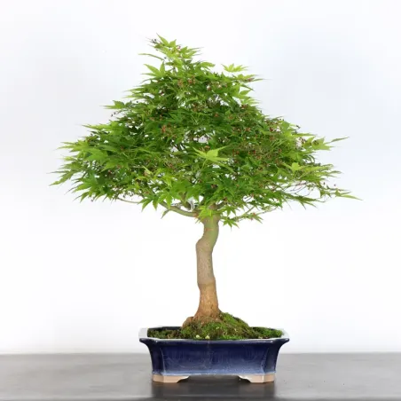 image supplémentaire - JAPANESE MAPLE "ACER...