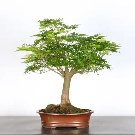 image supplémentaire - ERABLE DU JAPON "ACER...