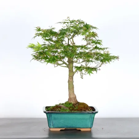 Bonsai Acer Palmatum AP-1-7