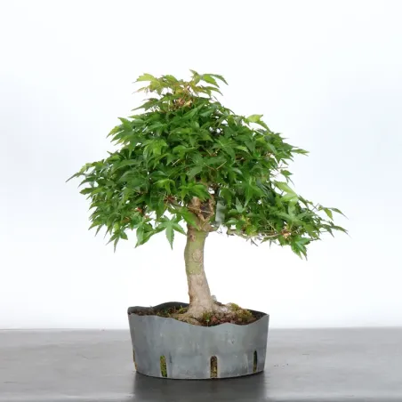 image supplémentaire - ERABLE DU JAPON "ACER...
