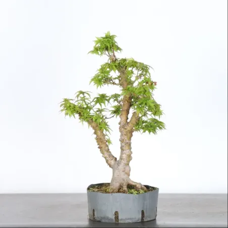 image supplémentaire - ÉRABLE DU JAPON "ACER...