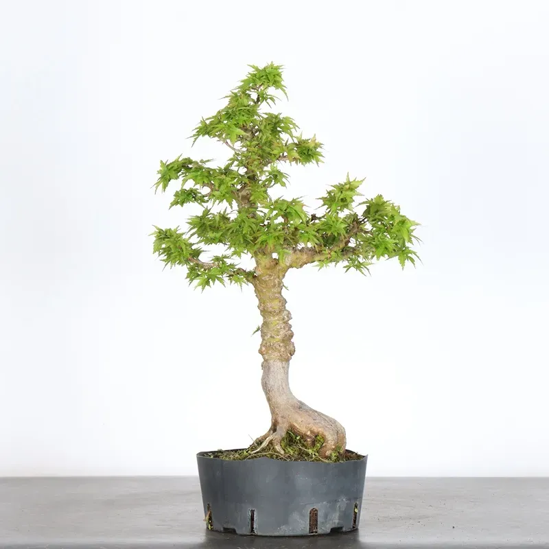 image supplémentaire - ÉRABLE DU JAPON "ACER...