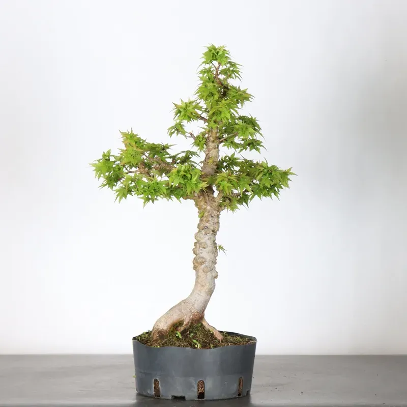 ÉRABLE DU JAPON "ACER PALMATUM KOTO HIMÉ" 2-1
