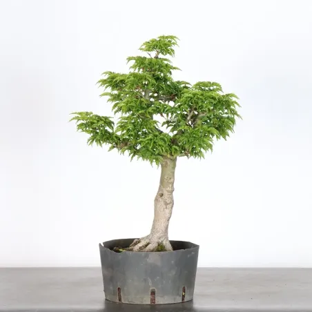 Érable du japon "ACER SHISHIGASHIRA" 2-7