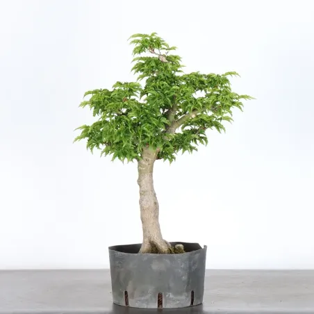image supplémentaire - Érable du japon "ACER...