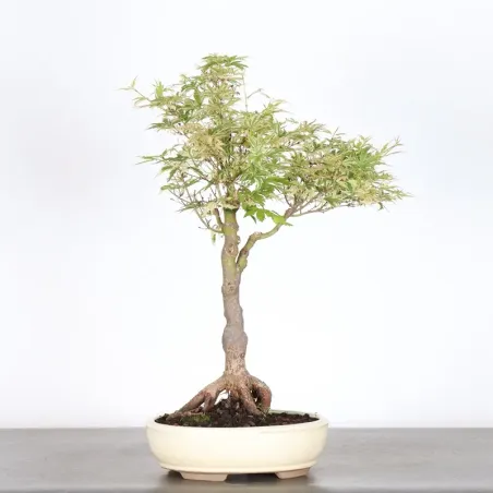 Bonsai Maple Butterfly ABU-1-2