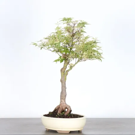 image supplémentaire - ÉRABLE DU JAPON "ACER...