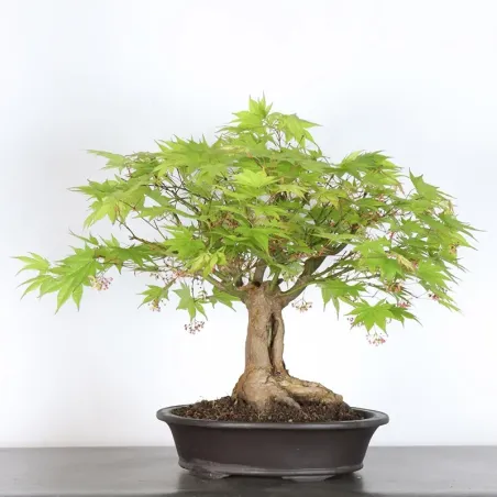 JAPANESE MAPLE "ACER PALMATUM" 7-12 (unknown cultivar)